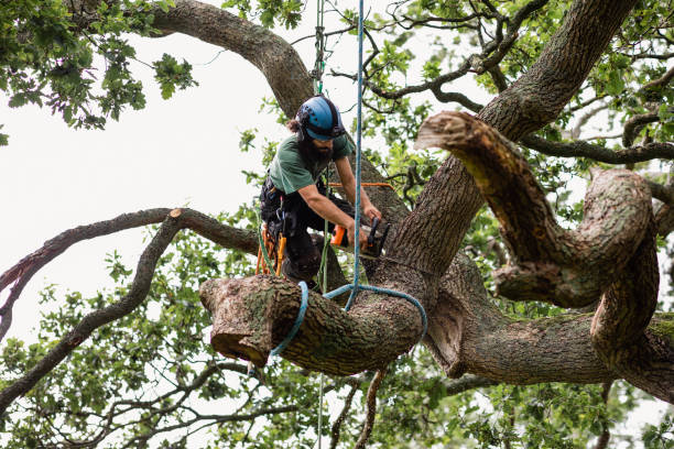 Best Tree Risk Assessment  in University Center, VA