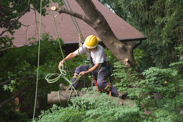 Best Fruit Tree Pruning  in University Center, VA