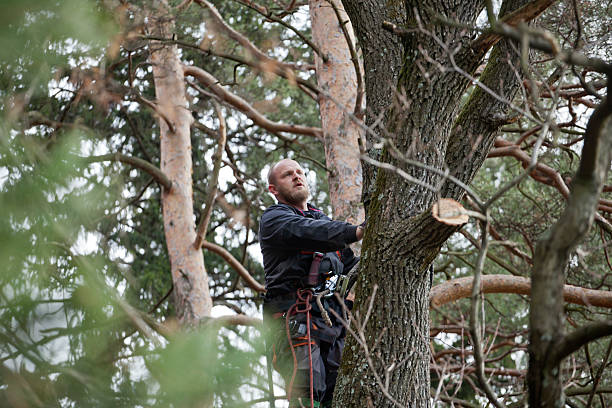 Best Hazardous Tree Removal  in University Center, VA